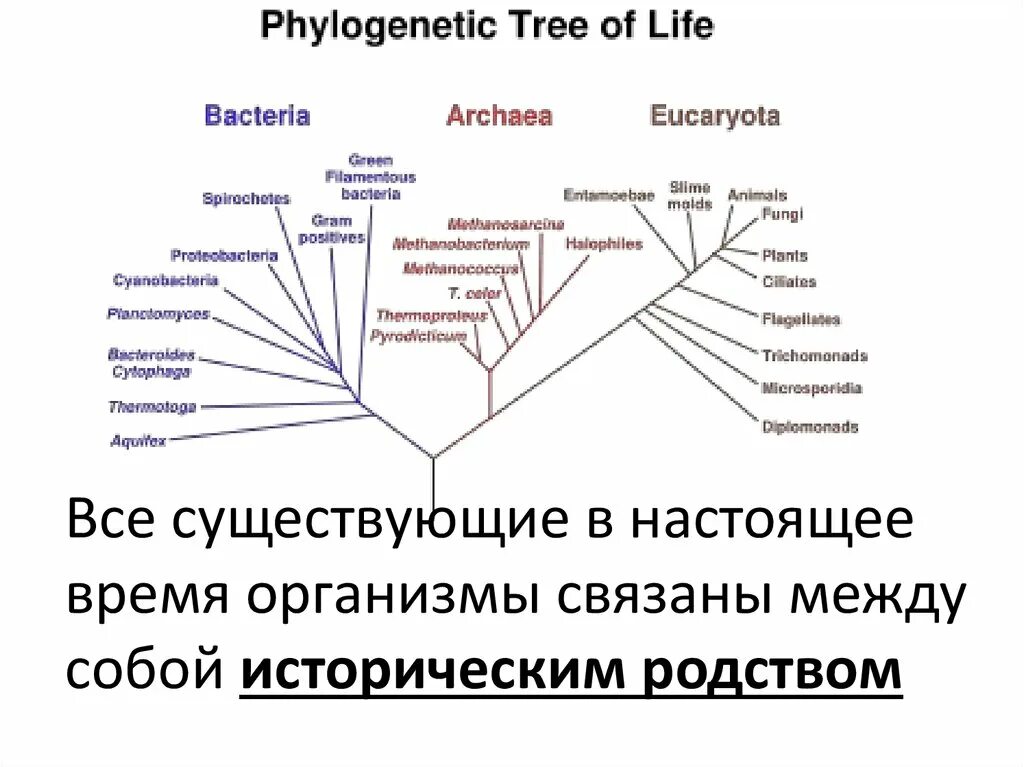 Филогенез человека. Филогенез картинки. Филогенез психики картинки. Филогенез временных связей.