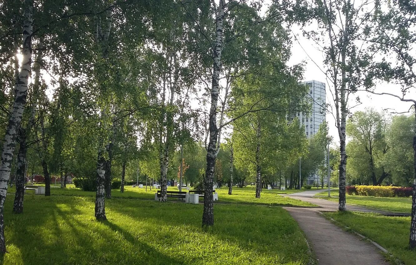 Парк Березовая роща Москва. Берёзовая роща (парк, Яранск). Берёзовая роща Тюмень парк. Сокольники парк Берёзовая аллея. Березка ленина