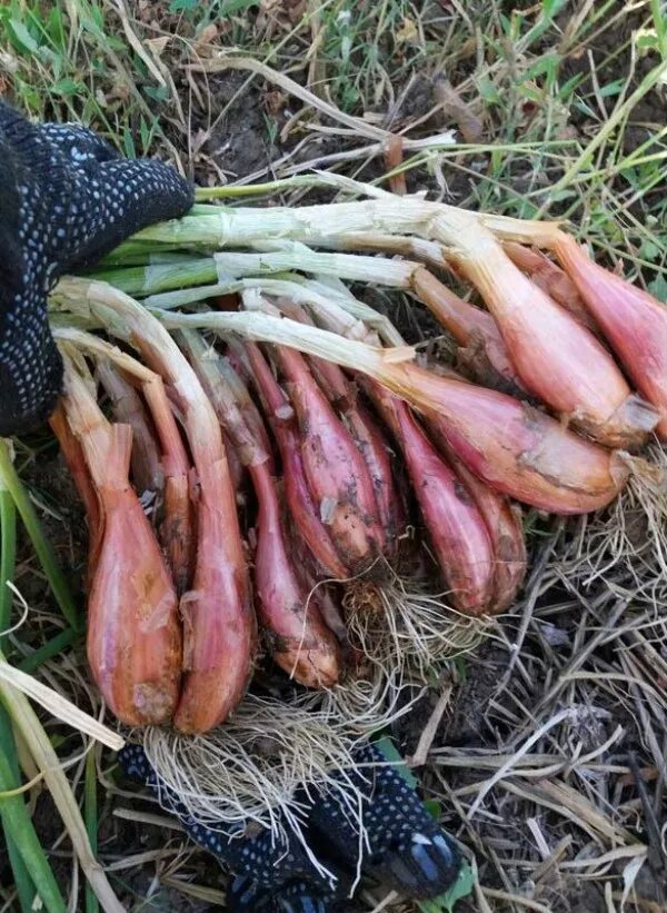 Лук севок шалот семейный. Лук деликатес. Лук севок голландский бамбергер. Лук деликатес. Лук шалот цебруне.