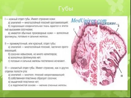 Оболочки губы