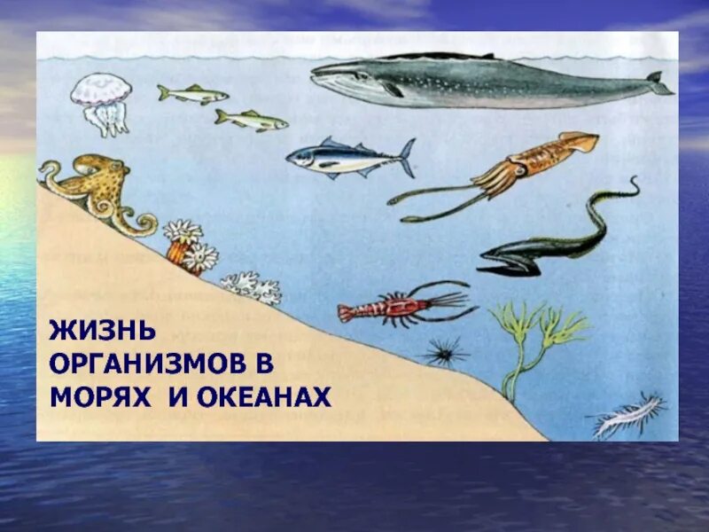 Урок 6 класс жизнь в океане. Организмы в морях и океанах. Жизнь организмов в морях. Природное сообщество море с обитателями. Жизнь организмов в морях и океанах 5 класс биология.