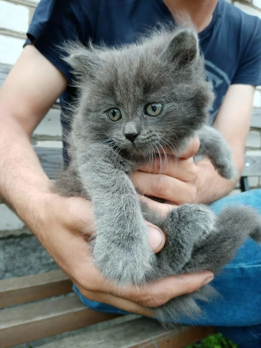 Как можно назвать котенка девочку серую