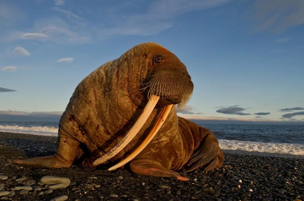 Звук моржа. Тихоокеанский морж (Odobenus rosmarus divergens). Остров Врангеля моржи. Тихоокеанские моржи остров Врангеля. Морж (Odobenus rosmarus rosmarus).