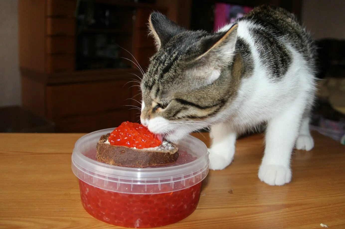 Кошка кушает. Ребенок ест из миски кота. Кот ест шарики. Кот ест шарики. Торт с котятами.