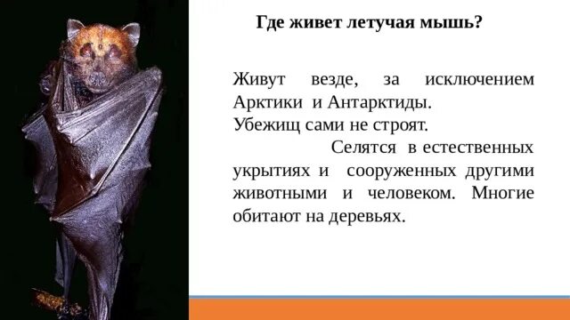 Стихи про летучую мышь. Стихи про летучую мышь