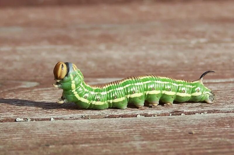 Гусеница стоит. Радужная гусеница. Зимняя пяденица гусеница. Гусеница бабочки carthaea saturnioides. Кристальная гусеница дальцерида.