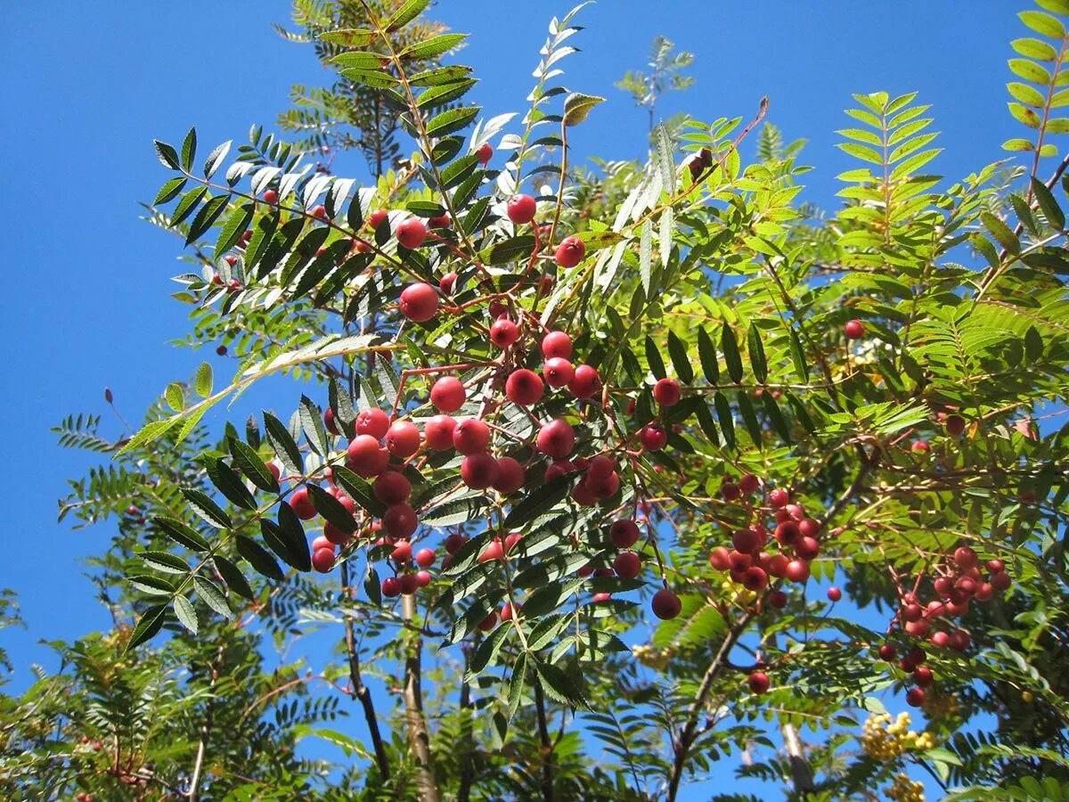 Рябина гранатная описание сорта. Рябина `Гранатная`, Sorbus `Granatnaja`. Sorbus vilmorinii. Рябина Гранатная (Sorbus aucuparia Granatnaya). Рябина обыкновенная ликерная.