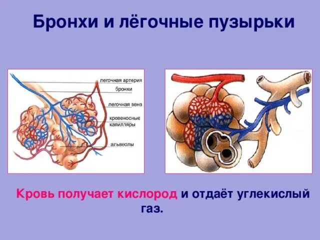 Легочные пузырьки. Легочные пузырьки заполнены воздухом. Легкие и легочные пузырьки. Строение легочных пузырьков.