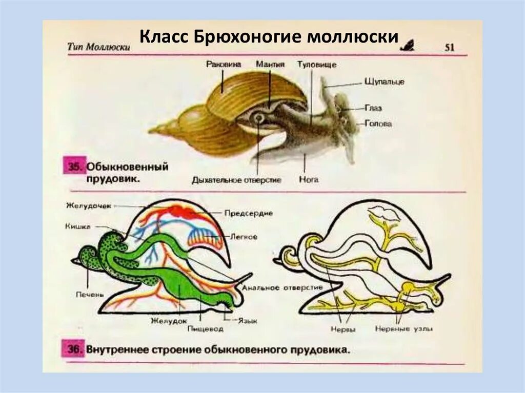 Внутреннее строение обыкновенного прудовика. Брюхоногие моллюски внешнее строение. Прудовик моллюск строение. Внешнее строение малого прудовика.