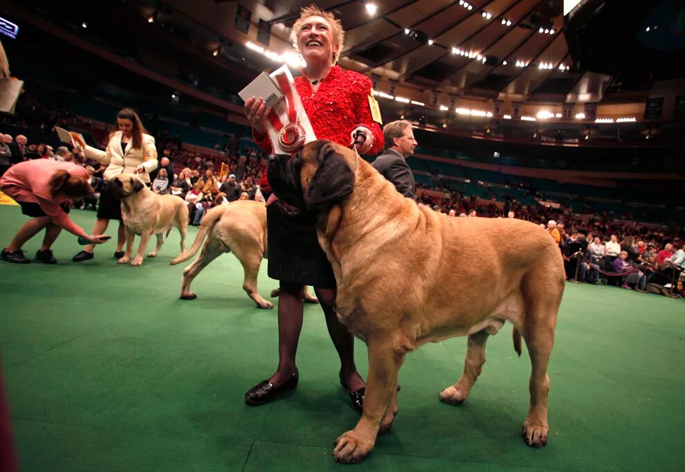 Собаки клаб. Дог шоу 2005. Выставка крупных собак. Вестминстерская выставка собак.
