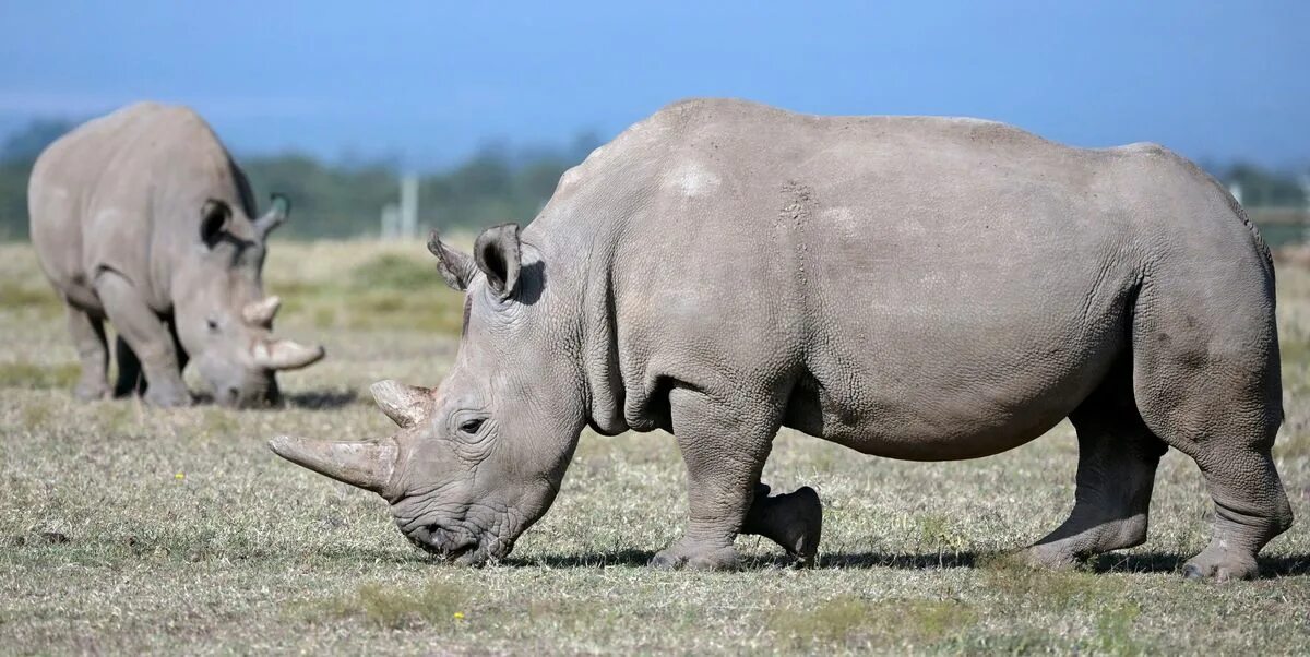Носорог. Однорогий носорог. White Rhino. Каркидон.