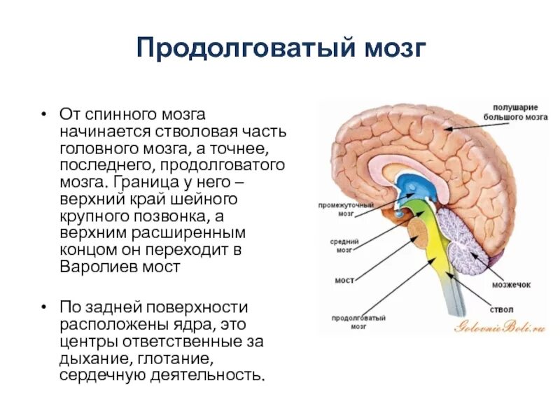 Строение и функции стволовой части головного мозга. Структуры стволовой части головного мозга:. Бульбарный отдел продолговатого мозга. Основные функции отделов стволовой части мозга. В состав ствола мозга входят