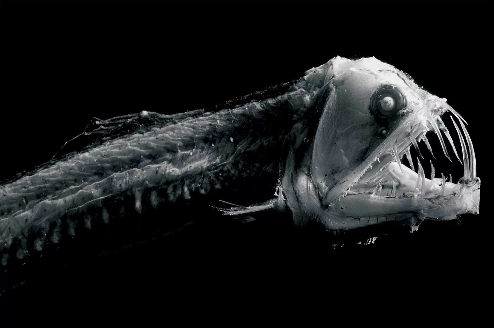 Scary fish