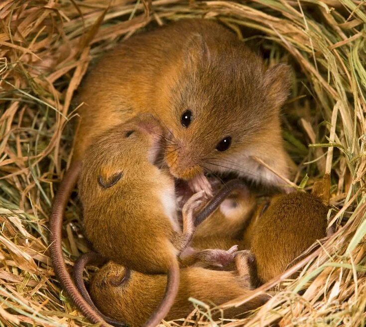 Мышки полевки гнездо мыши. Полевая мышь Apodemus agrarius. Мышь Лесная полевка. Хомяки полевки
