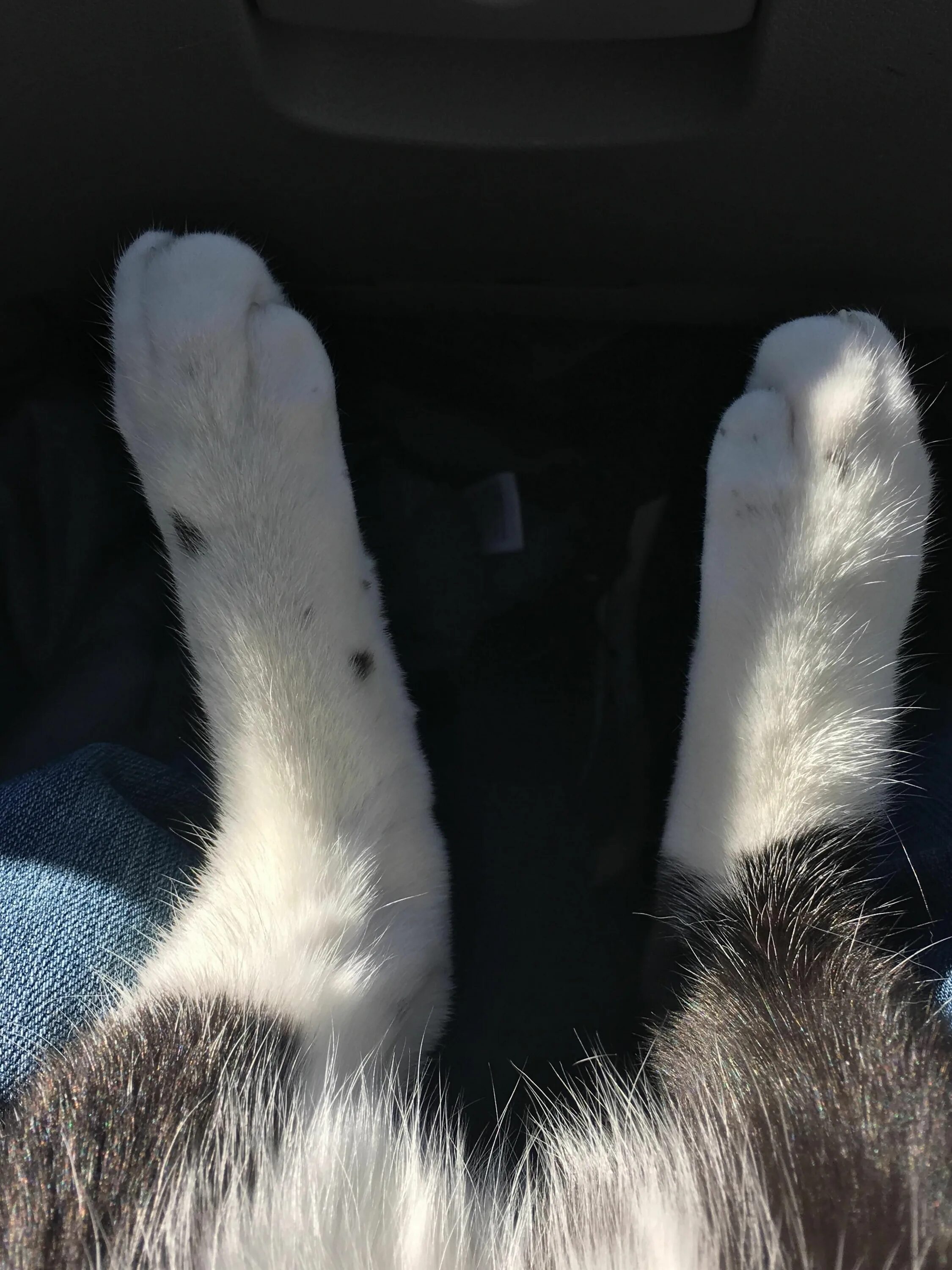 Кролик фута. Rabit feet. Rabbits foot
