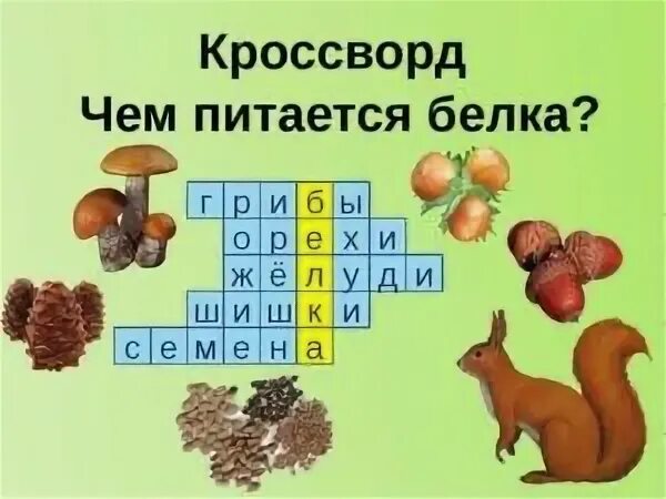 Чем питается белка. Чем питаются белки в лесу. Вопросы о белках с ответами. Кроссворд белки. Вопрос ответ подготовительная группа