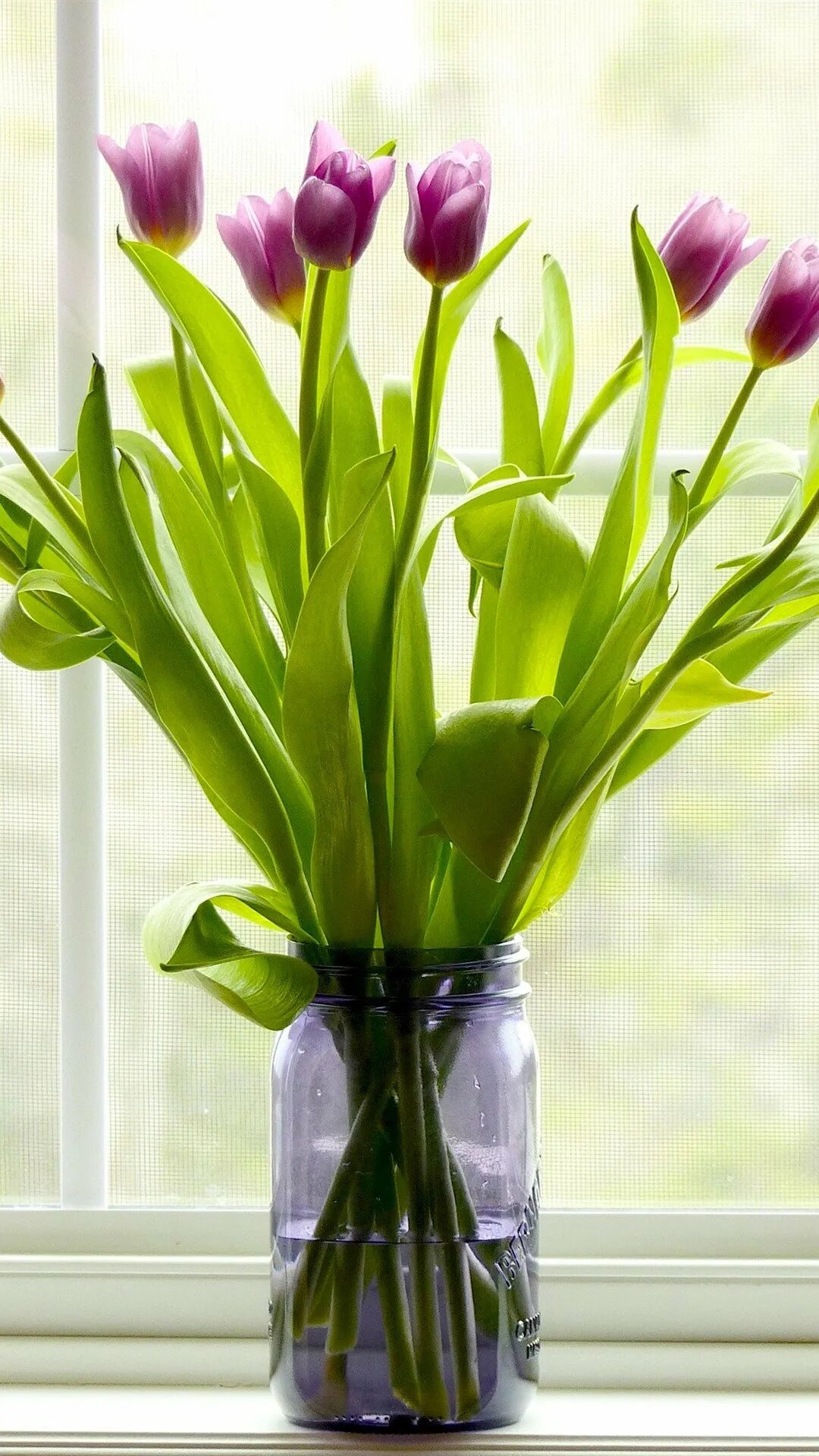 Сколько воды наливать тюльпанам в вазе. Тюльпан. Тюльпаны в вазе. Букет тюльпанов в вазе. Тюльпаны в вазах.