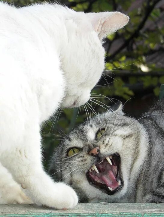 Коты дерутся. Драка котов. Котята дерутся. Коты дерутся. Котики спорят.