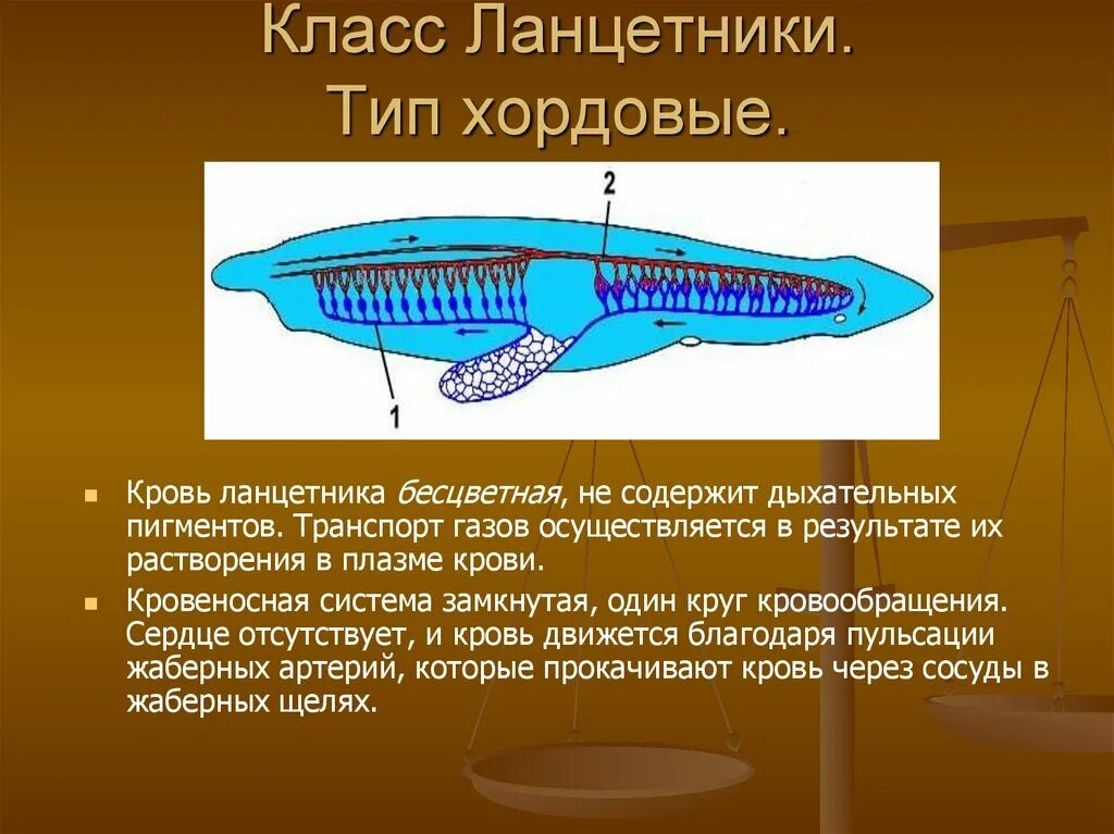 Какая кровь у хордовых. Ланцетник теплокровен. Ланцетник Догель. Ланцетник фильтратор. Хордовые кровеносная система ланцетника.