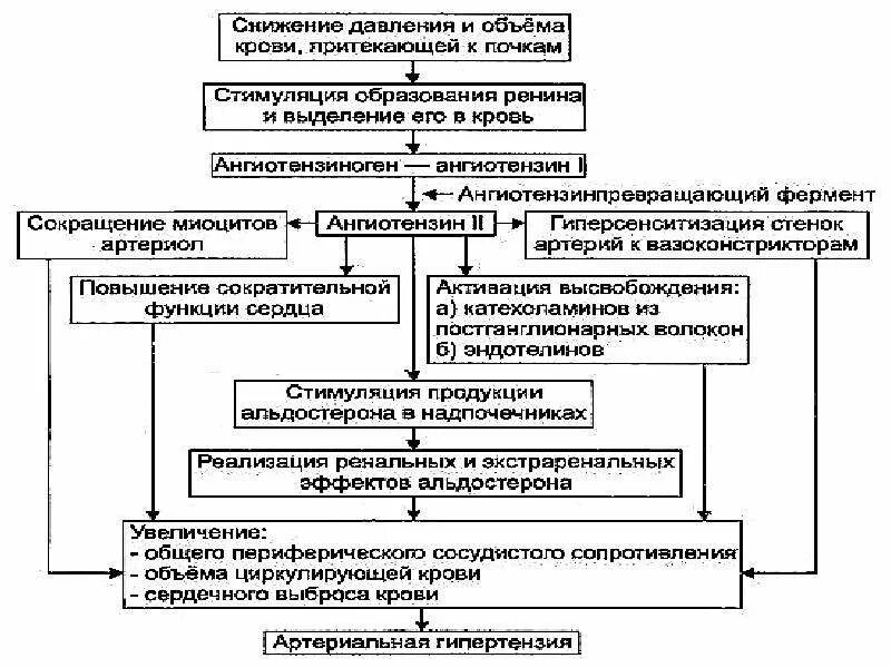 Развитие гипертензии. Нефрогенная артериальная гипертензия патогенез. механизм повышения ад при почечных заболеваниях. механизм повышения артериального давления при патологии почек. механизм развития вазоренальной гипертензии.