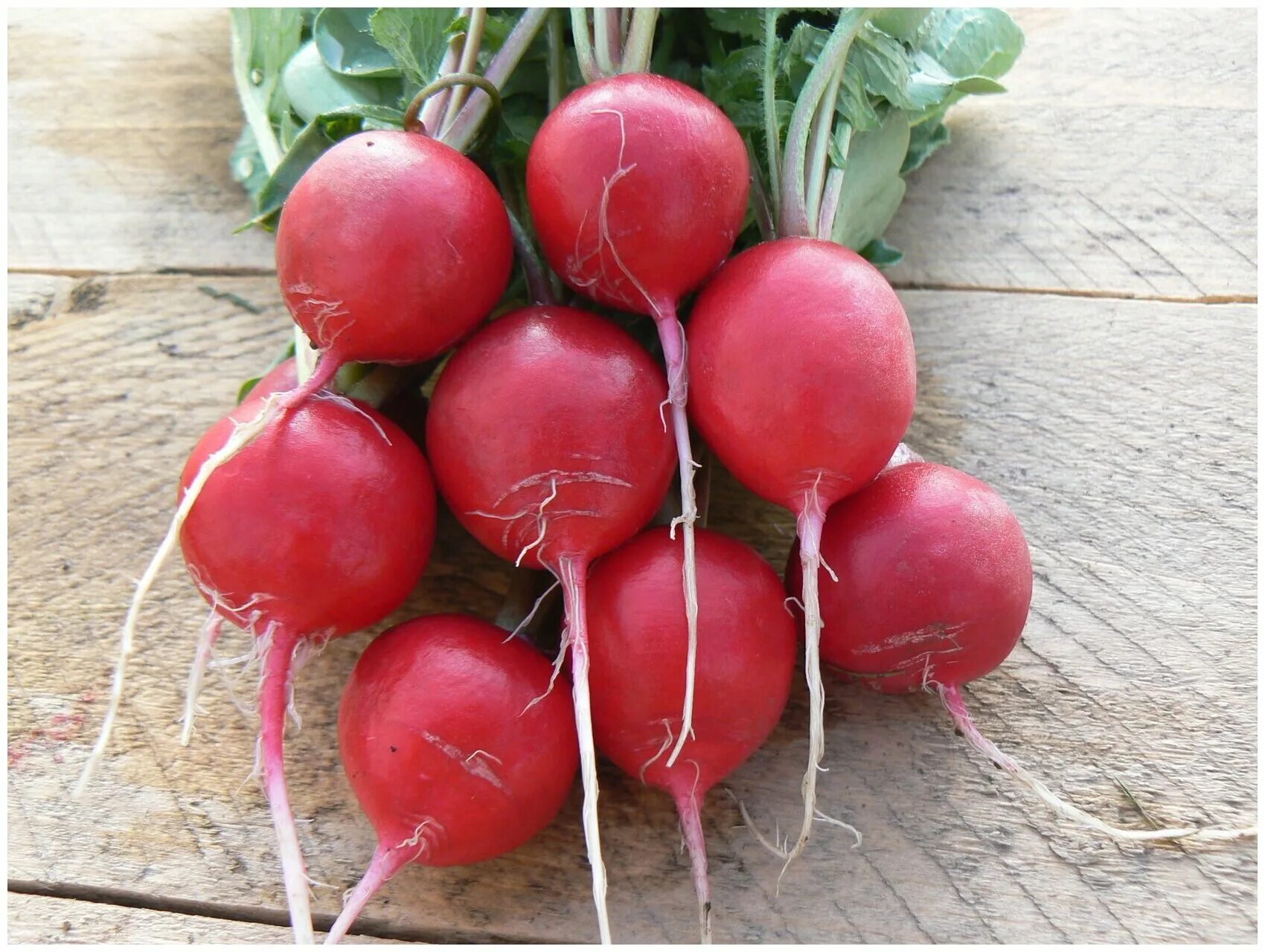 редис ризенбутер русский огород. редис весовой. редис шесть цветов русский огород. редис черриэт. семена редиса 6 цветов.