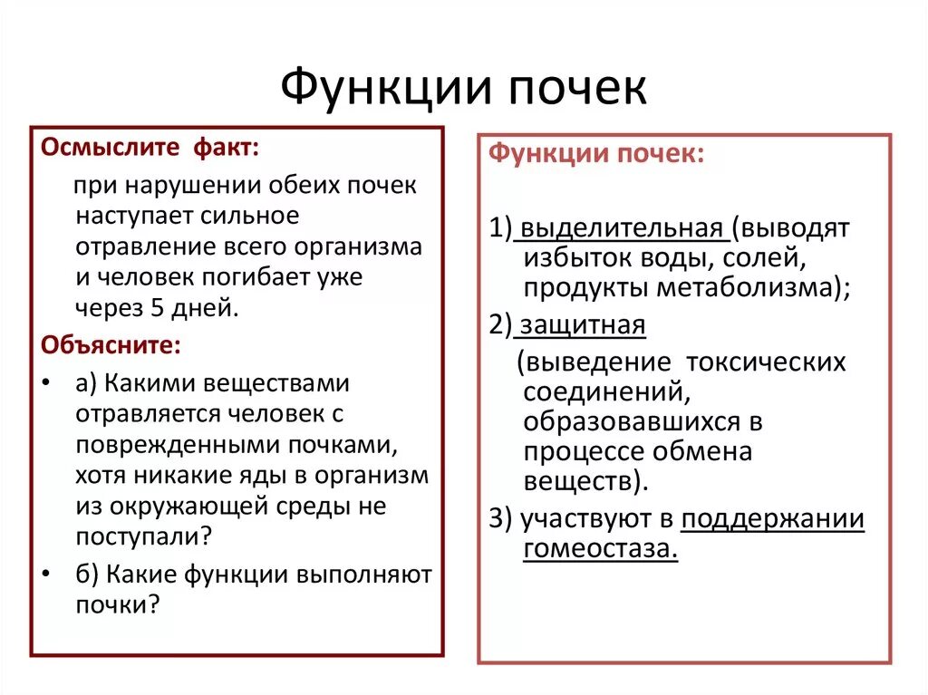 Какую функцию выполняют почки у человека. Функции почек кратко. Какую функцию выполняют почки в организме человека. Основная функция почек у человека. Выписать функции почек.