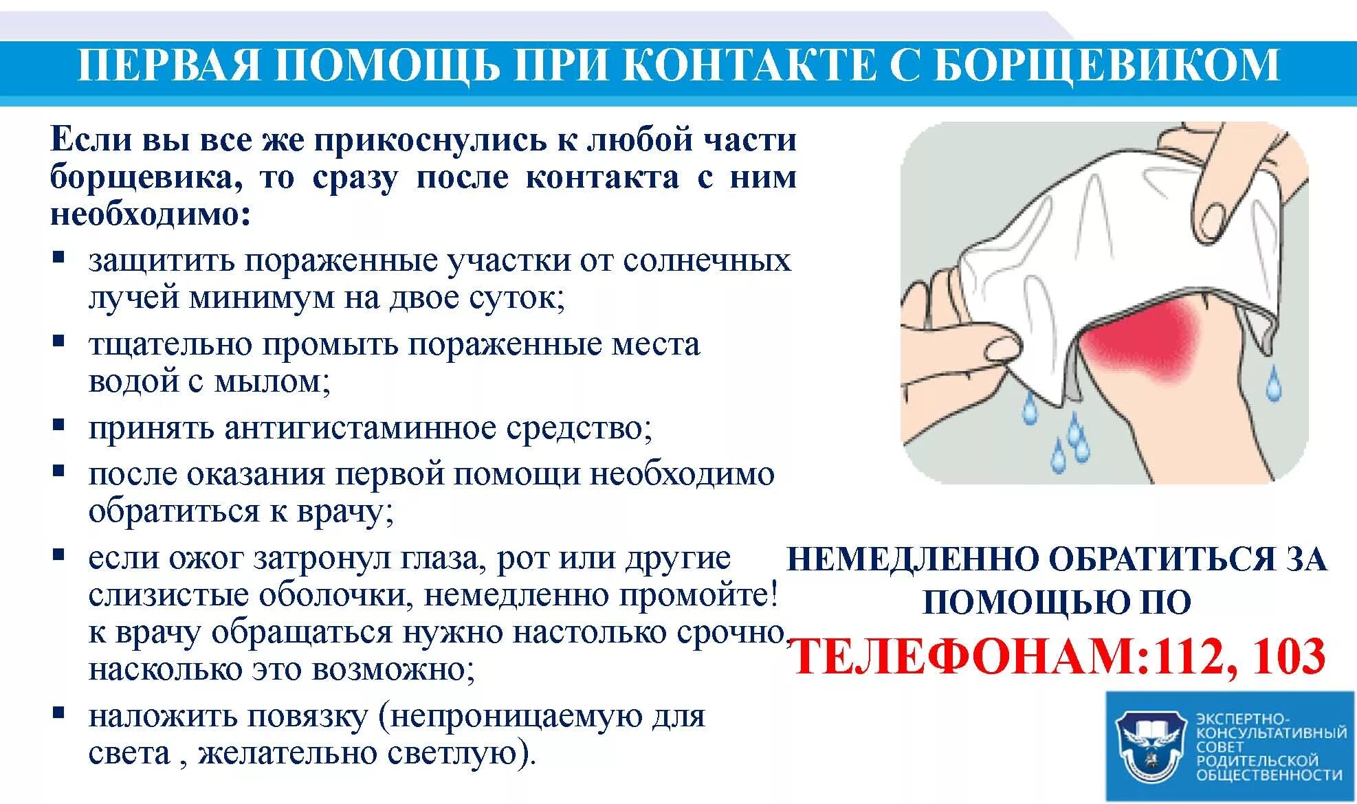 Борщевик ядовитое растение ожоги. Мазь от ожога борщевиком. Борщевик ядовитый ожоги. Борщевик обыкновенный ядовитое растение ожоги. Борщевик первая помощь при ожогах.