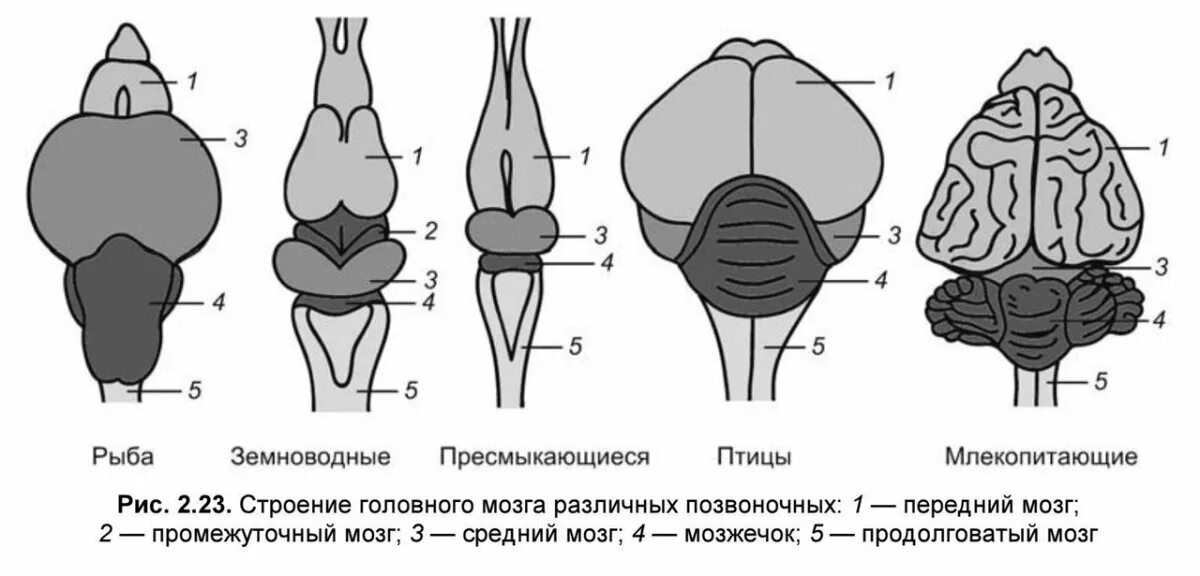 Сравнение мозга позвоночных. Строение головного мозга хордовых животных таблица. Эволюция головного мозга позвоночных схема. Строение головного мозга у животных различных классов позвоночных. Строение головного мозга хордовых.