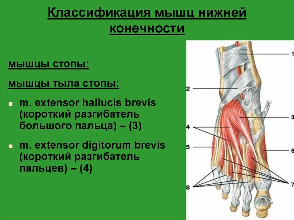 Мышцы нижней стопы