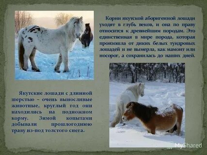 Описал единственную в мире дикую лошадь