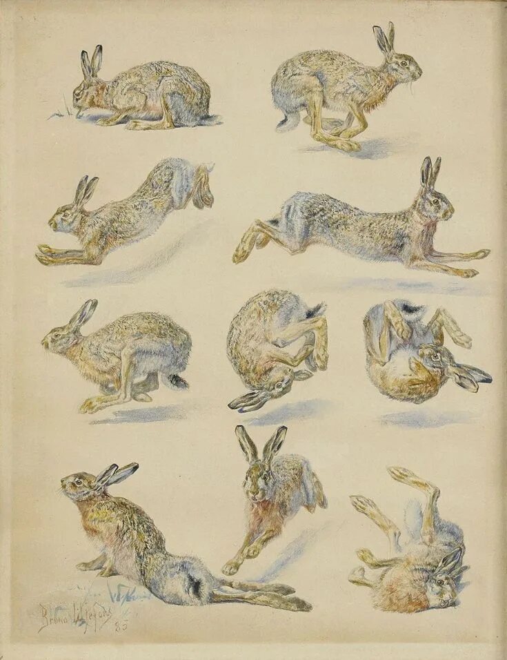 Hare of the cog