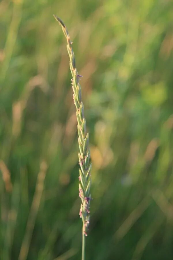 Как выглядит пырей. Пырей ползучий. Пырей ползучий (Elytrigia repens l.). Elytrigia repens l.. Elytrigia repens (l.) Nevski.