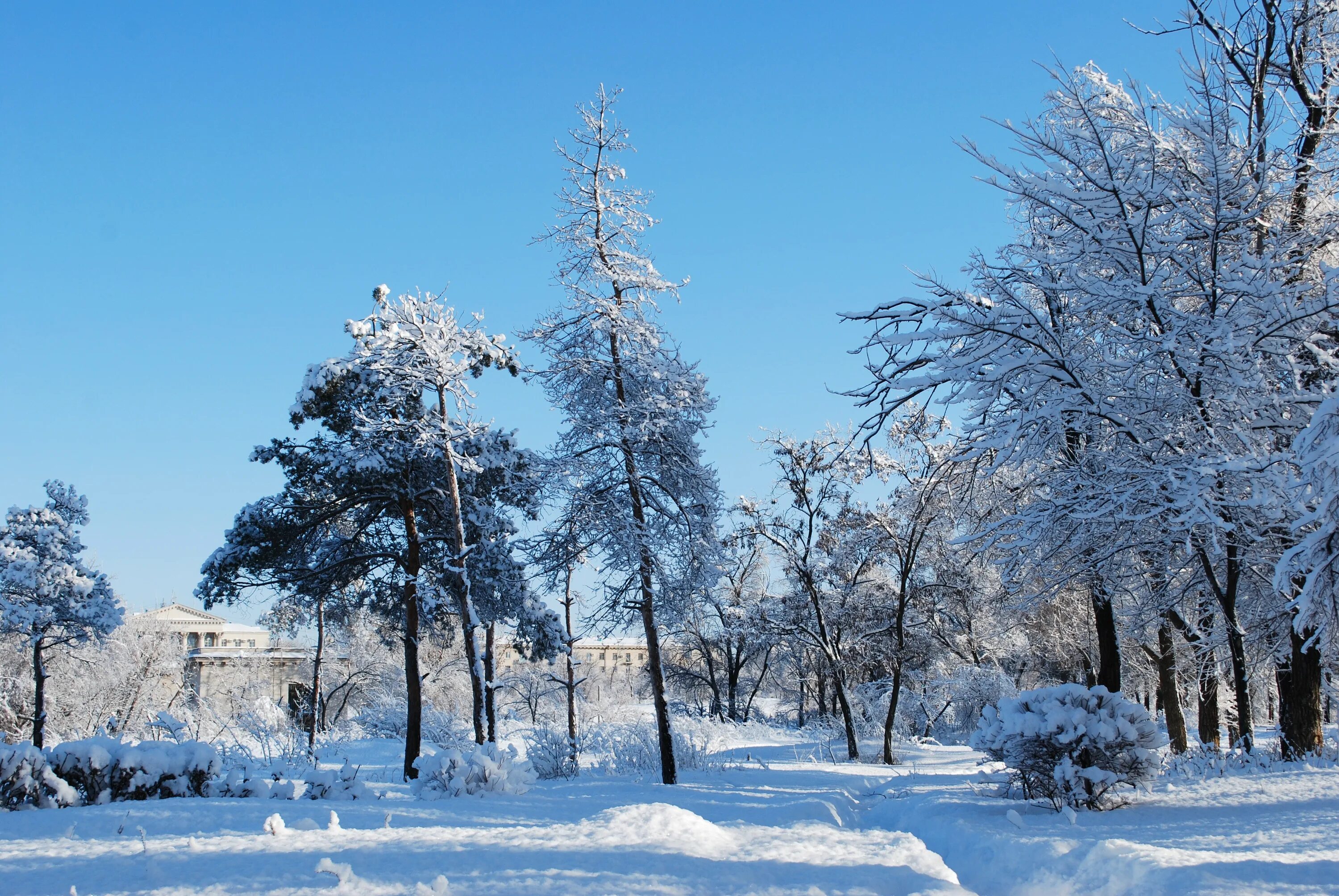 Деревья в снегу. Зимний пейзаж. Зимняя природа. Зима фото. Ли зима в этом году