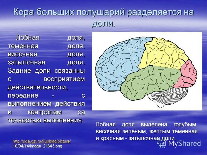 Функции лобной доли головного мозга человека