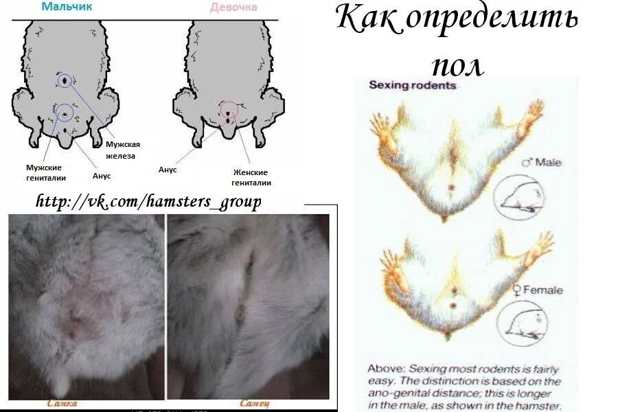 Самка хомячка. Определить пол джунгарского хомяка. Как отличить самца от самки у джунгариков. Как различить пол у джунгарских хомяков. Как различить пол джунгарского хомяка.