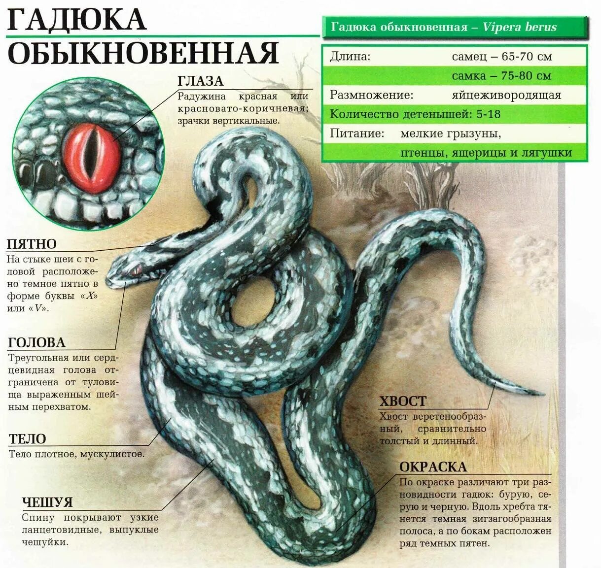 Обыкновенная гадюка - Vipera berus (Linnaeus, 1758). Обыкновенная гадюка (Vipera berus). Гадюка обыкновенная толщина. Гадюка обыкновенная строение.