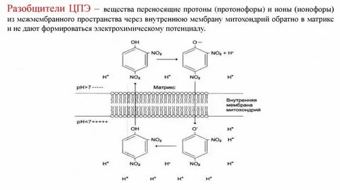 Цпэ это