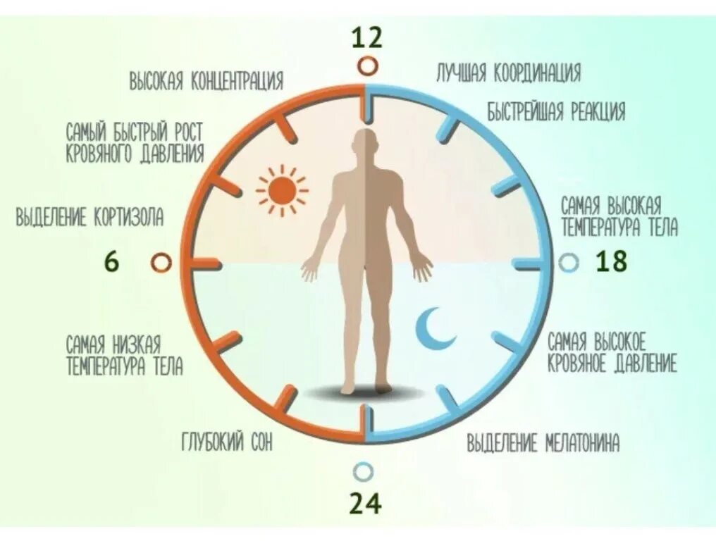 Время отдыха организма. Циркадные биоритмы человека. Мелатонин циркадные ритмы. Сон биоритмы циркадные ритмы. Циркадные ритмы у человека Гербалайф.