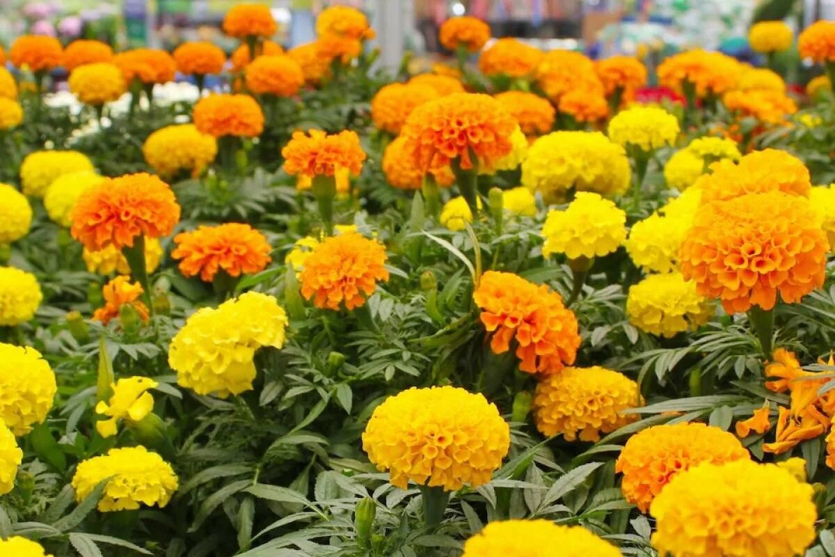 Бархатцы (Tagetes erecta). Бархатцы бурке Гольд. Бархатцы Тагетес прямостоячий. Бархатцы прямостоячие Тайшан Еллоу. Чем отличаются бархатцы прямостоячие от отклоненных