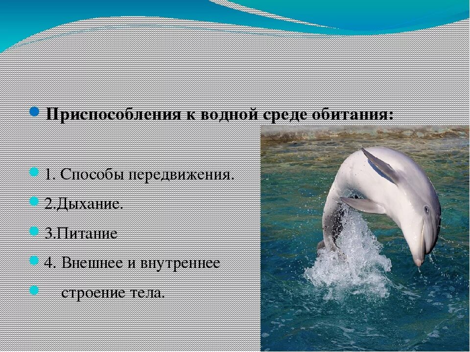 Приспособление к среде обитания дельфина. Приспособление к жизни в водной среде. Черты приспособленности дельфина. Приспособления дельфина к водной среде обитания. Какие животные есть в водной среде обитания