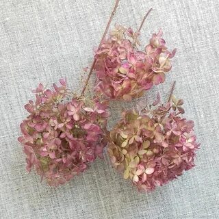 Как засушить гортензию