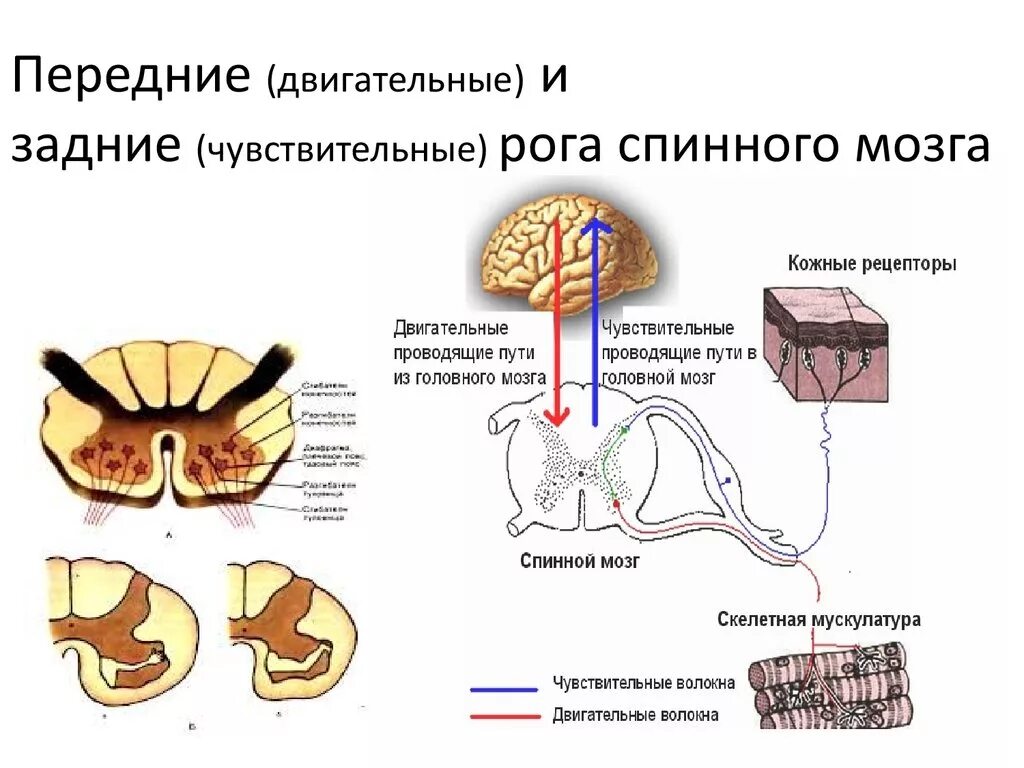 Поражение передних рогов. Функции передних Рогов спинного мозга. Передние и задние рога спинного мозга функции. Передние рога и задние рога спинного мозга. Структура спинного мозга задние рога.