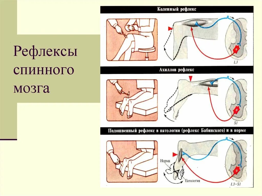 Как проверить рефлексы. Ахиллов рефлекс это рефлекс. Схема рефлекторной дуги ахиллова рефлекса. Коленный сгибательный рефлекс. Схема ахиллова рефлекса.