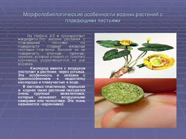 Какая особенность не характерна для водных растений. Характеристика водных растений. Адаптации растений к водной среде. Какая особенность не характерна для водных растений. Адаптации растений к водной среде обитания.