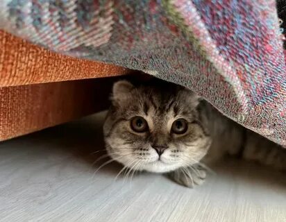 Кот мак