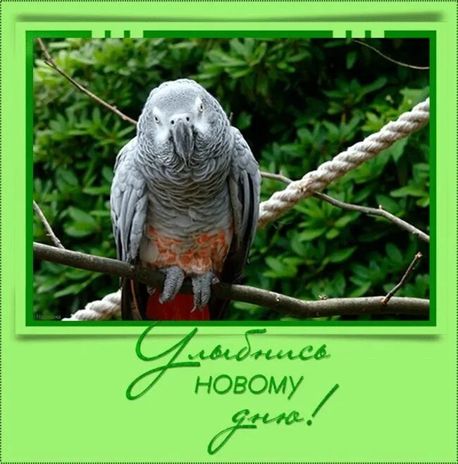 Улыбнись новому дню доброе. Улыбаемся новому дню. улыбнись новому дню. гиф улыбнись новому дню. привет улыбнись новому дню.
