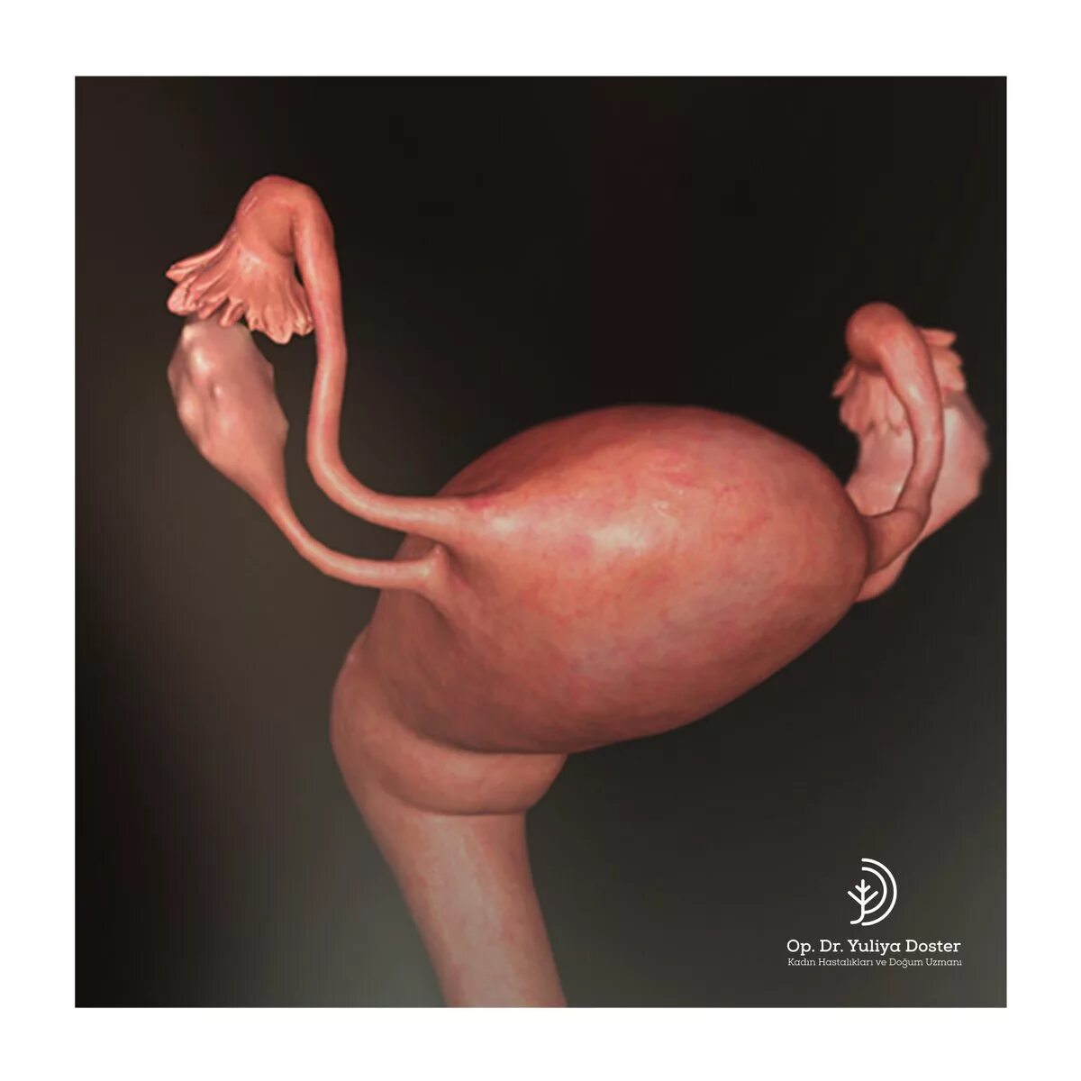 Эмбрион на 2 недели беременности. Зародыш 1-2 неделя беременности. Матка с эмбрионом на 2 недели. 8 неделя тошнит
