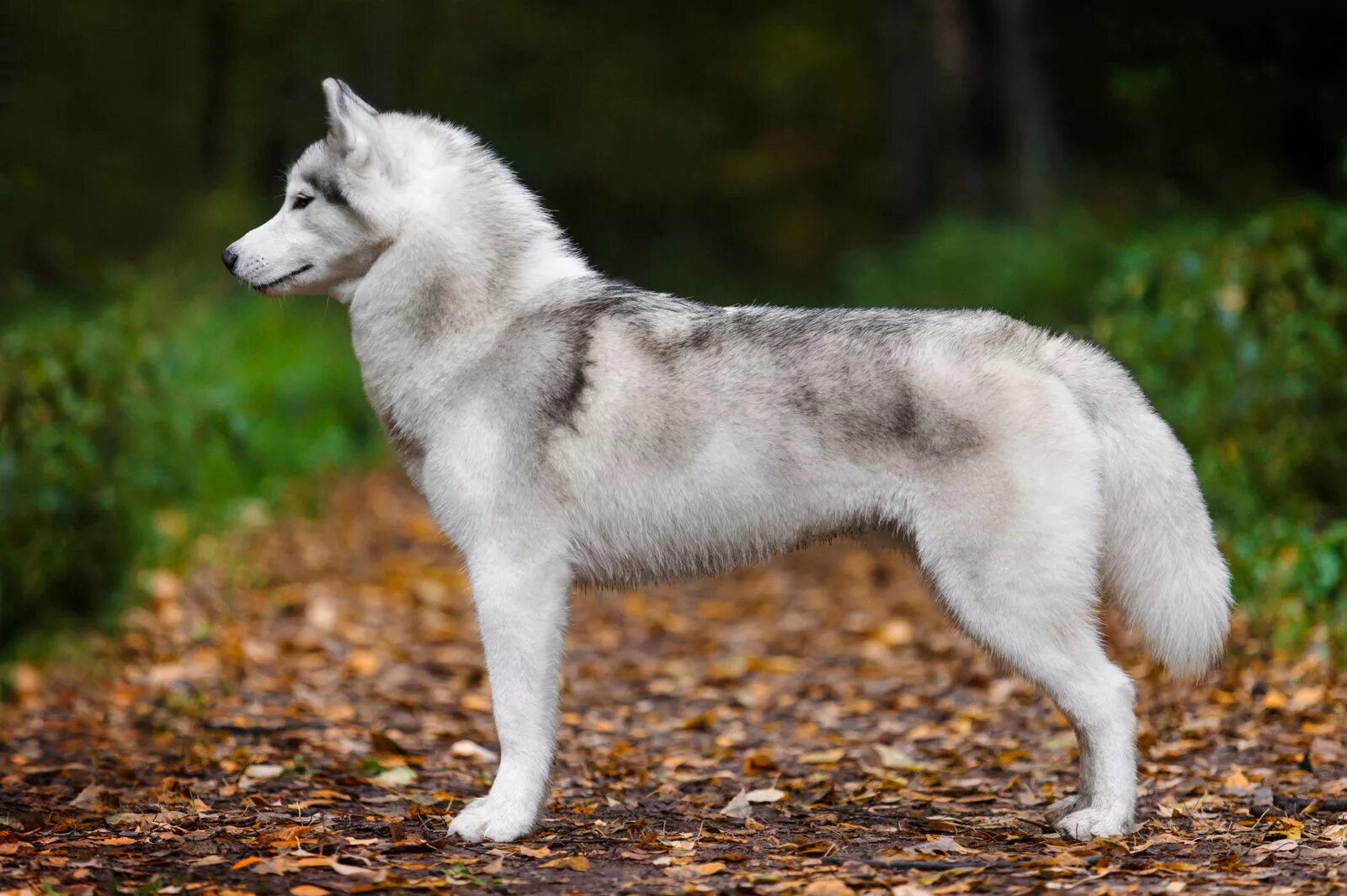 Эскимосская лайка. Сибирский маламут собака. Западносибирская лайка и хаски. Schleich сибирские хаски. Аляскинский маламут окрасы.