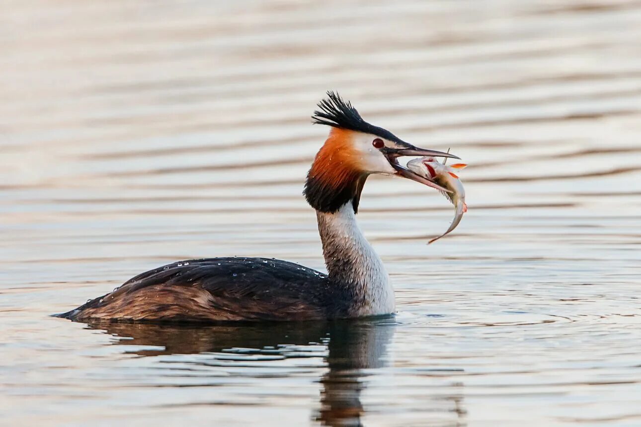 Водоплавающей птицей является