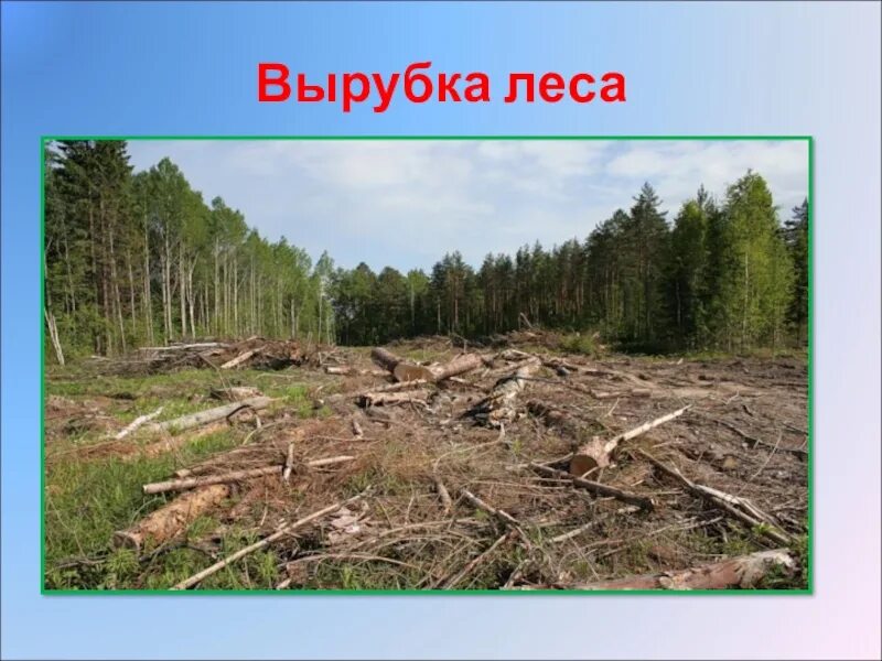 Охрана леса от вырубки. Рубка леса. Вырубка лесов картинки. Вырубка лесов проект. Вырубка лесов экологическая проблема.